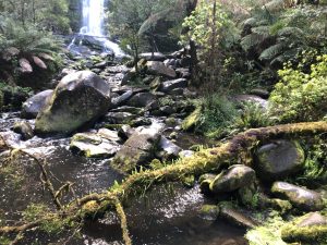 Erkine Falls Walk Otway Ranges