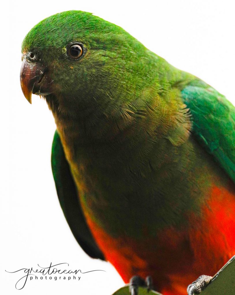 Female King Parrot Great Ocean Photography