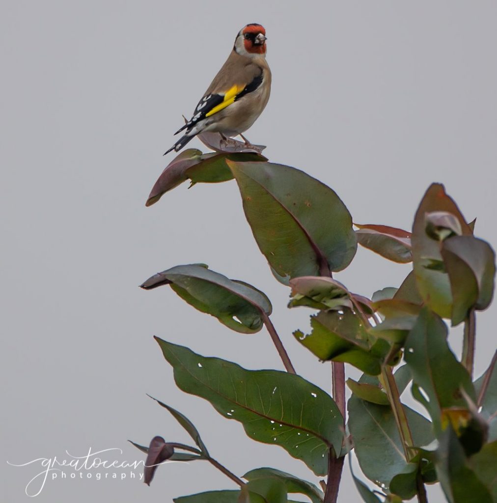 Goldfinch Great Ocean Photography