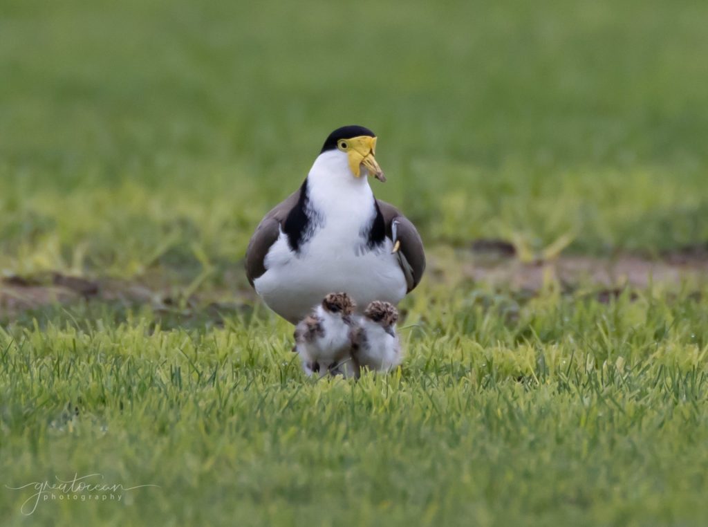 Masked Lapwing Great Ocean Photography