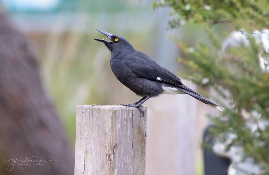 Pied Currawong Great Ocean Photography