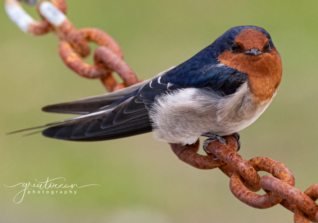 Welcome Swallow Great Ocean Photography