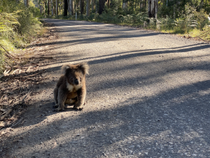 Koala on Roadknight Creek Rd